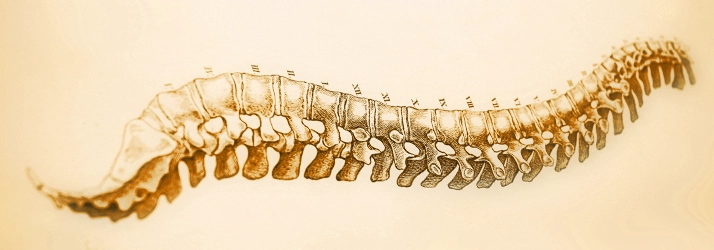 Chiropractic Hudson WI Spine Drawing Orange spine drawing.