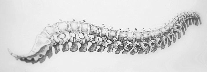 Chiropractic Hudson WI Spine Drawing Grey spine drawing.